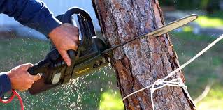 Best Lawn Pest Prevention  in Neah Bay, WA