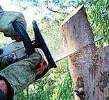Best Storm Damage Tree Cleanup  in Neah Bay, WA