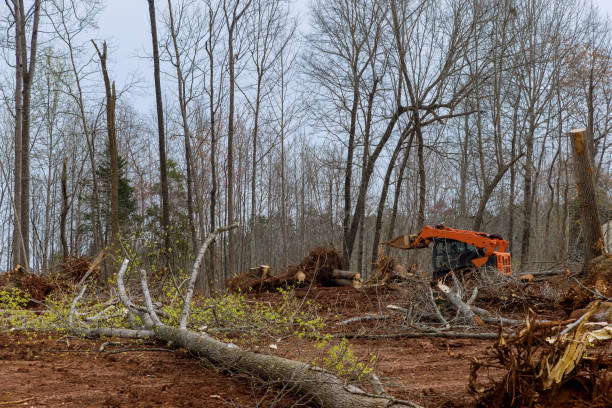 Best Tree Trimming and Pruning  in Neah Bay, WA