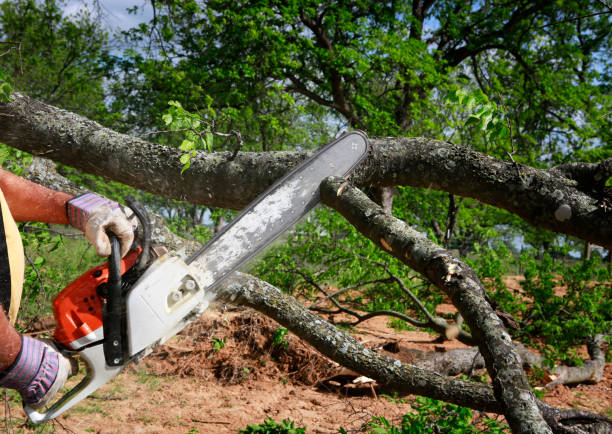 How Our Tree Care Process Works  in  Neah Bay, WA